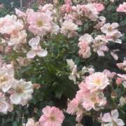 さな 薔薇🌹 渋谷くいーんず