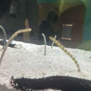 ヒメ日記 2026/02/16 15:05 投稿 まどか メイドde本舗