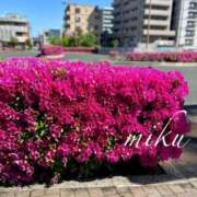 ヒメ日記 2025/04/30 09:58 投稿 みく セレブクエスト-koshigaya-