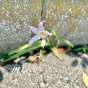 ヒメ日記 2025/06/06 21:00 投稿 みく セレブクエスト-koshigaya-