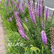 ヒメ日記 2025/06/26 17:46 投稿 みく セレブクエスト-koshigaya-