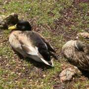 みく 触りたい セレブクエスト-koshigaya-