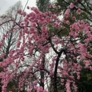 ヒメ日記 2025/03/12 20:31 投稿 まこ ごほうびSPA名古屋店