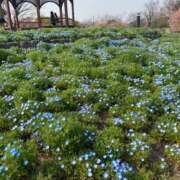 ヒメ日記 2025/03/26 17:12 投稿 まこ ごほうびSPA名古屋店