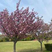 ヒメ日記 2025/04/18 19:04 投稿 まこ ごほうびSPA名古屋店