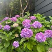 ヒメ日記 2025/06/04 21:58 投稿 まこ ごほうびSPA名古屋店