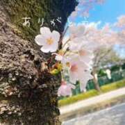 ヒメ日記 2025/04/06 19:58 投稿 桐谷真衣 五十路マダム愛されたい熟女たち 津山店