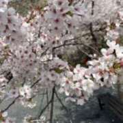 ヒメ日記 2025/04/09 13:40 投稿 桐谷真衣 五十路マダム愛されたい熟女たち 津山店