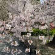 ヒメ日記 2025/04/11 20:38 投稿 桐谷真衣 五十路マダム愛されたい熟女たち 津山店