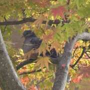 浅宮ゆり 御礼♡ 熟女デリヘル倶楽部