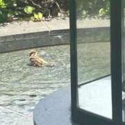 浅宮ゆり 御礼♡(๑♡ᴗ♡๑) 熟女デリヘル倶楽部