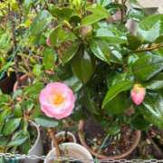 浅宮ゆり 御礼😻🙏 熟女デリヘル倶楽部