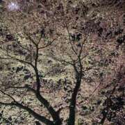 ヒメ日記 2025/03/26 00:09 投稿 あめ 西川口ちゃんこ