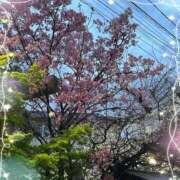 ヒメ日記 2025/03/29 09:19 投稿 愛沢 美優 こあくまな熟女たち 鶯谷・日暮里店(KOAKUMAグループ)