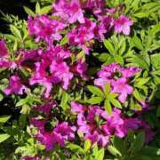 ヒメ日記 2025/04/27 09:34 投稿 石原 熟女の風俗最終章 新横浜店