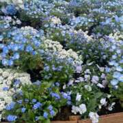 ヒメ日記 2025/04/13 21:00 投稿 神楽ももな MAHARAJA(マハラジャ)千葉