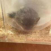 ヒメ日記 2026/02/25 21:10 投稿 れもん 宮崎SANSAIN