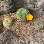 ヒメ日記 2026/01/18 09:30 投稿 あやの 吉原クラブ ジェントルマン