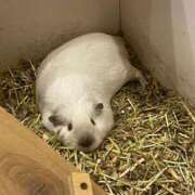 ヒメ日記 2026/01/18 16:11 投稿 あやの 吉原クラブ ジェントルマン