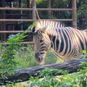 ヒメ日記 2026/09/04 15:05 投稿 あやの 吉原クラブ ジェントルマン