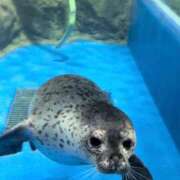 ヒメ日記 2024/12/15 00:30 投稿 ここあ 吉原クラブ ジェントルマン