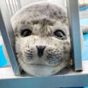 ヒメ日記 2025/01/10 21:37 投稿 ここあ 吉原クラブ ジェントルマン