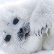 ヒメ日記 2025/01/15 06:01 投稿 ここあ 吉原クラブ ジェントルマン