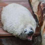 ヒメ日記 2026/03/20 09:38 投稿 ここあ 吉原クラブ ジェントルマン