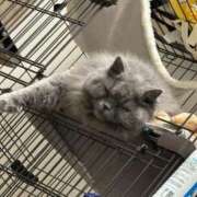 ヒメ日記 2025/01/09 10:46 投稿 ひびき 吉原クラブ ジェントルマン