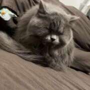 ヒメ日記 2025/04/16 06:33 投稿 ひびき 吉原クラブ ジェントルマン