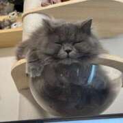 ヒメ日記 2025/12/02 13:07 投稿 ひびき 吉原クラブ ジェントルマン