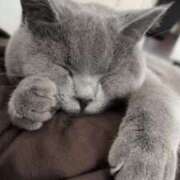 ひびき 20時までに変更 吉原クラブ ジェントルマン