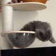 ひびき 体調を崩しました。 吉原クラブ ジェントルマン