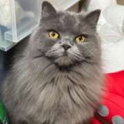 ヒメ日記 2026/01/01 04:00 投稿 ひびき 吉原クラブ ジェントルマン