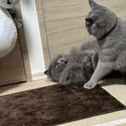 ヒメ日記 2026/01/17 20:12 投稿 ひびき 吉原クラブ ジェントルマン