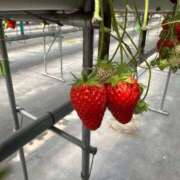 ヒメ日記 2025/03/15 15:00 投稿 富田すず 多恋人倶楽部