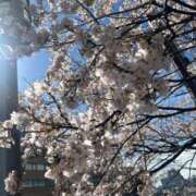 ヒメ日記 2025/03/30 07:16 投稿 富田すず 多恋人倶楽部