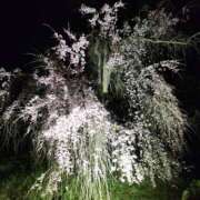 ヒメ日記 2025/04/11 14:26 投稿 のぞみ ヴィヴィッド・クルーマダム・セカンドヴァージン十三店