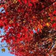 ヒメ日記 2025/10/27 22:03 投稿 ひまり 池袋角海老