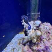 ひまり おはようございます 池袋角海老