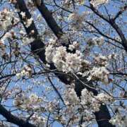 ヒメ日記 2026/04/02 09:15 投稿 ひまり 池袋角海老