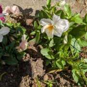 ヒメ日記 2025/03/11 15:02 投稿 小坂きらり しこたま奥様 横浜店