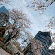 ヒメ日記 2025/04/12 11:03 投稿 小坂きらり しこたま奥様 横浜店