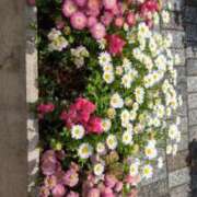 ヒメ日記 2025/04/27 19:22 投稿 小坂きらり しこたま奥様 横浜店