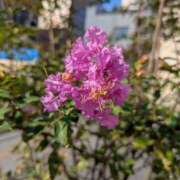 ヒメ日記 2025/08/19 08:53 投稿 小坂きらり しこたま奥様 横浜店