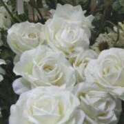 ヒメ日記 2025/04/23 07:48 投稿 新人・雨依(うい) グランドオペラ福岡