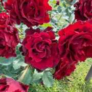 ヒメ日記 2025/06/10 13:01 投稿 新人・雨依(うい) グランドオペラ福岡