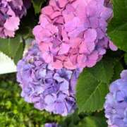 ヒメ日記 2025/06/18 10:55 投稿 まりか 佐賀人妻デリヘル 「デリ夫人」