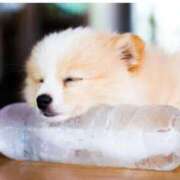 ヒメ日記 2025/07/26 08:24 投稿 もみじ 西船人妻花壇