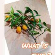 ヒメ日記 2025/01/29 05:30 投稿 かえで 奥様の実話 谷九店